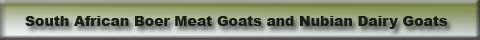 South African Goats